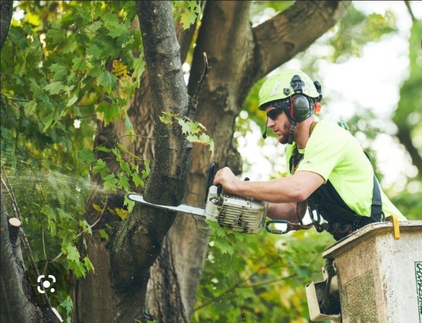 Arborist bucket truck in tree work